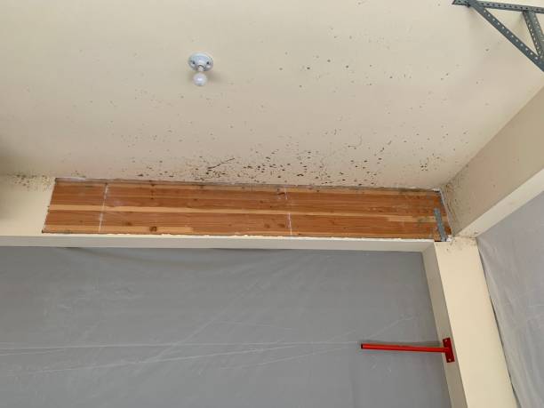 Best Environmental Consulting for Mold Prevention  in Village Of The Branch, NY