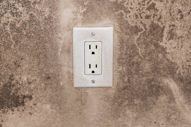 Best Basement Mold Removal  in Village Of The Branch, NY