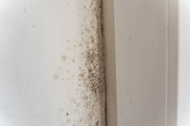 Best Mold Removal for HVAC Installations  in Village Of The Branch, NY
