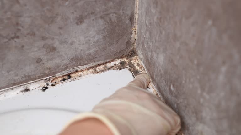 Forensic Mold Investigation in Village Of The Branch, NY